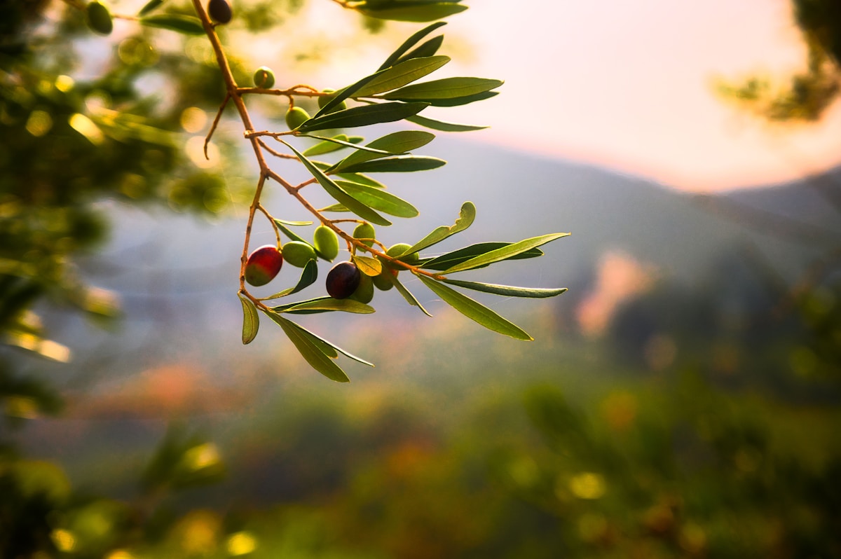Zeytin kasa